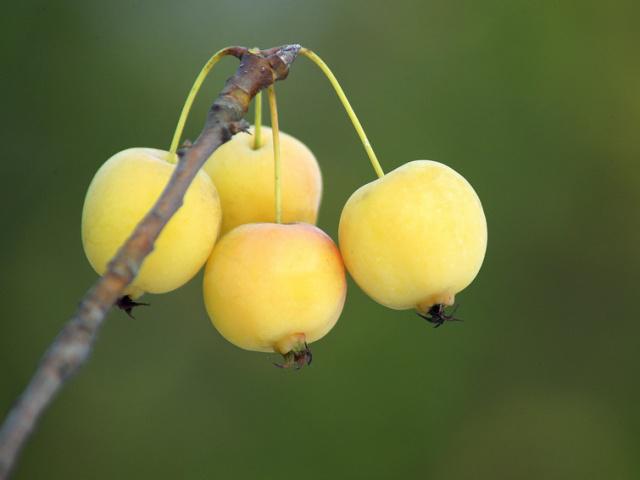 梦境中的情愫，解析梦中与心仪之人主动亲近的象征意义