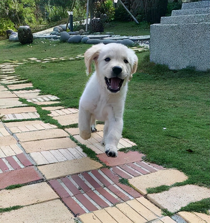 解梦，梦见猫咬死猫的深层含义与心理解析