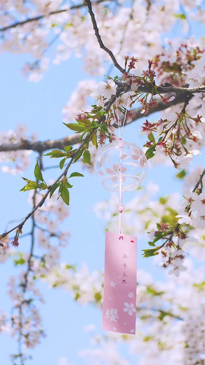 唯美樱花壁纸「来感受春天的气息吧」