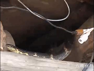 梦境的奥秘，解析梦见大蛇生小蛇且小蛇在长大的深层含义