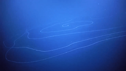 梦境与现实的交织，解密昨晚我梦到蛇，煮粥时发现直径之谜的深层含义