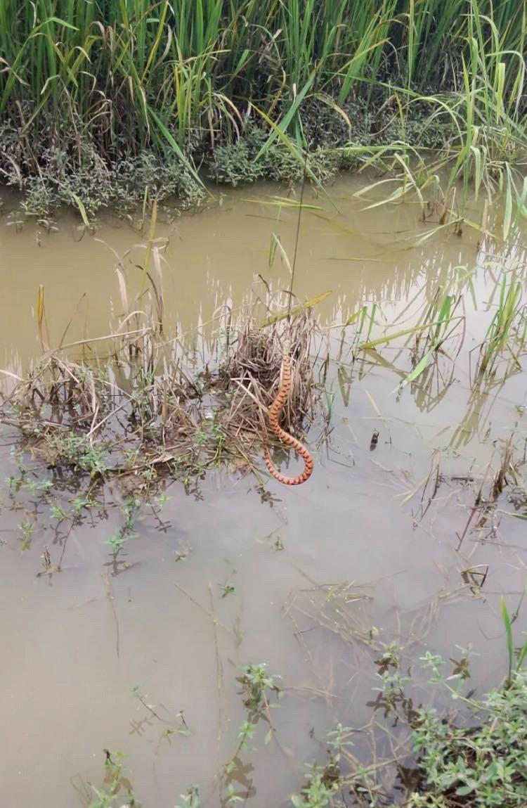 周公解梦，梦见眼镜蛇与花蛇追逐，却未遭咬的深层含义