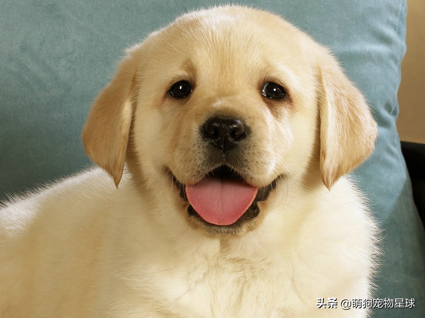 梦境迷离，梦到蛇变成小狗的深层含义解析