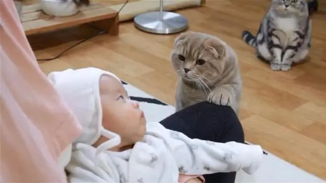 梦境解析，为何会梦到猫咬我但没伤？解读潜意识的微妙信息