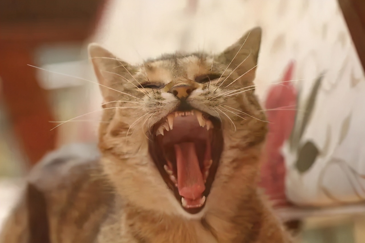 求助解梦高手，梦见被猫咬，预示了什么？