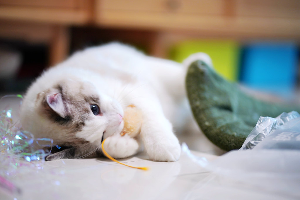 周公解梦，梦到自己咬老鼠——寓意与启示的深度解析