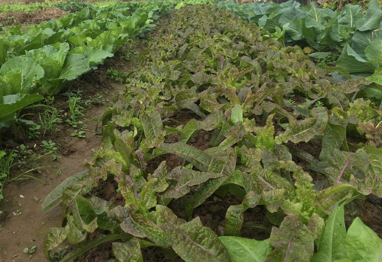 梦境的纽带，解读梦见已过世的父亲与我一起收谷子的深层含义