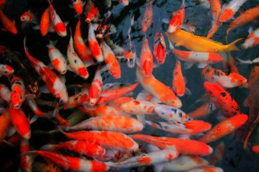 探寻梦境的奥秘，梦见红鲤鱼——寓意、象征与心理解析