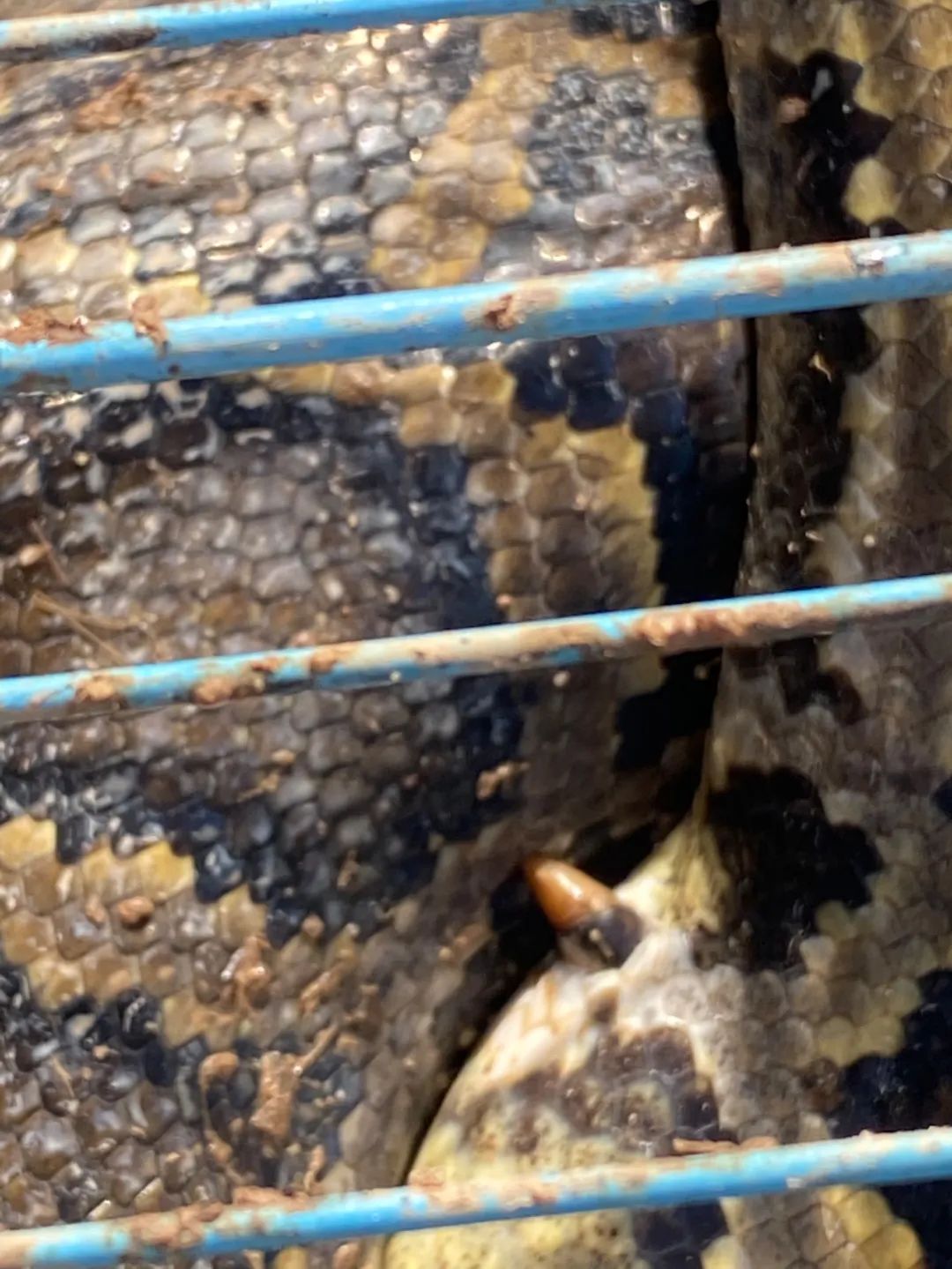 解读孕期胎梦，蛇与鸡的神秘寓意