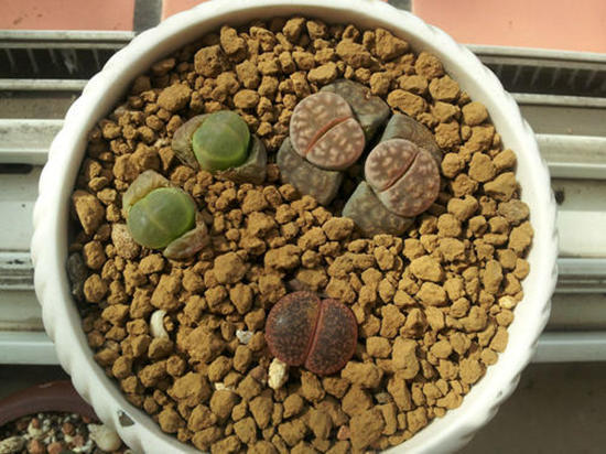 梦见两条蛇蜕皮，梦境背后的深层含义与解读