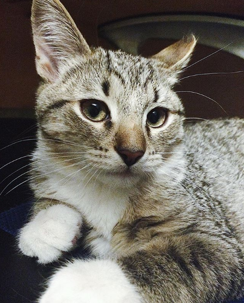 梦境中的温馨重逢，梦见几只小猫与妈妈的情感纽带