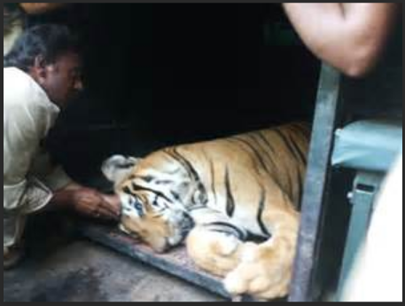 梦见牛咬死死去亲人，梦境背后的深层含义与解析