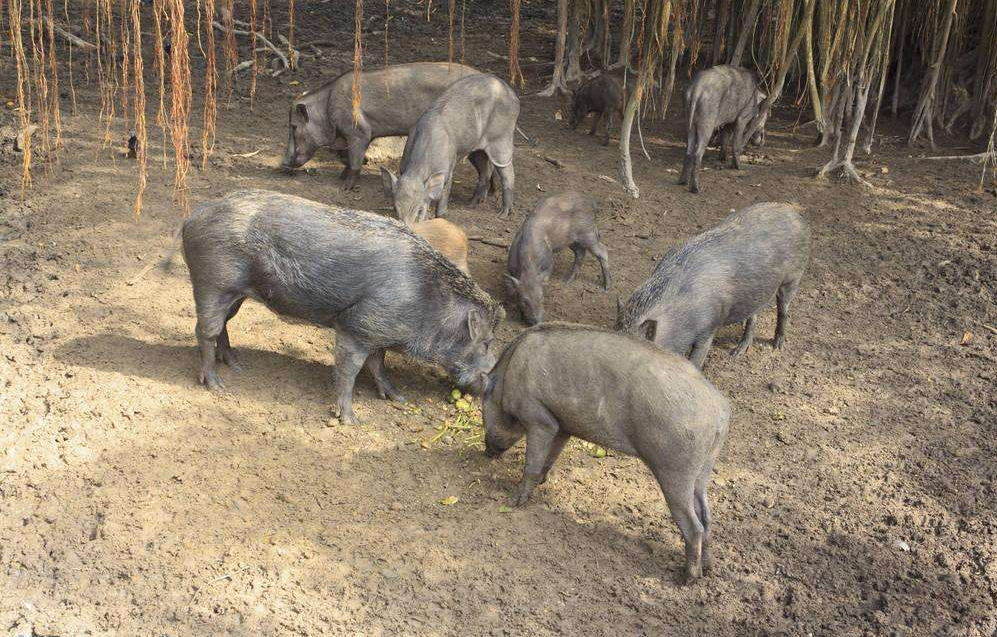 男性梦境解析，蛇入家门却踪迹难寻——潜意识中的隐秘信号与心理映射