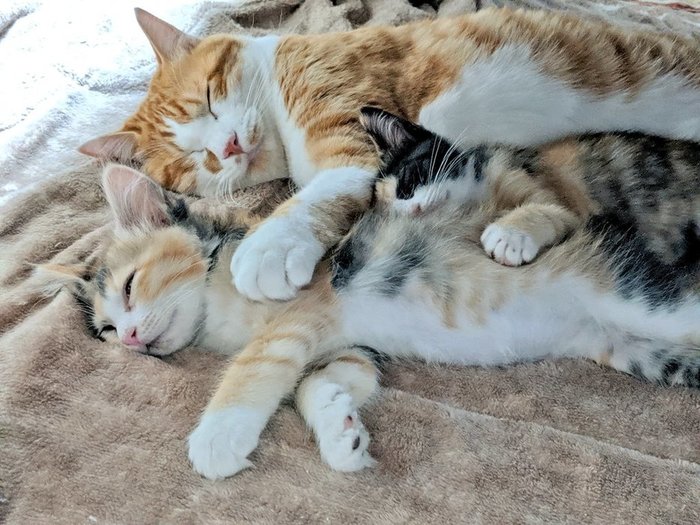 周公解梦，猫抱着我睡觉