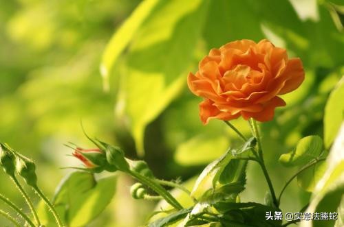 梦境奇观，舌头断裂却言语无阻的奥秘探索