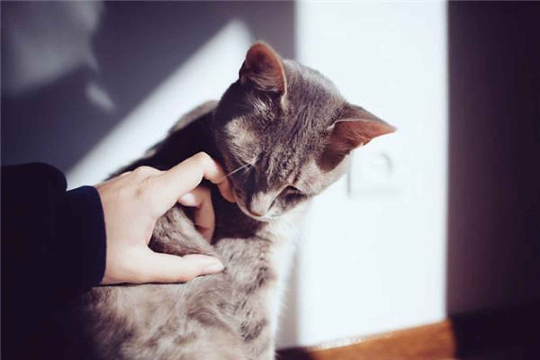 求解梦，被全身是血的猫咬手指