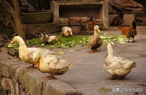 周公解梦破解，梦中两条蛇咬四根手指，伴随众多小蛇的深层含义