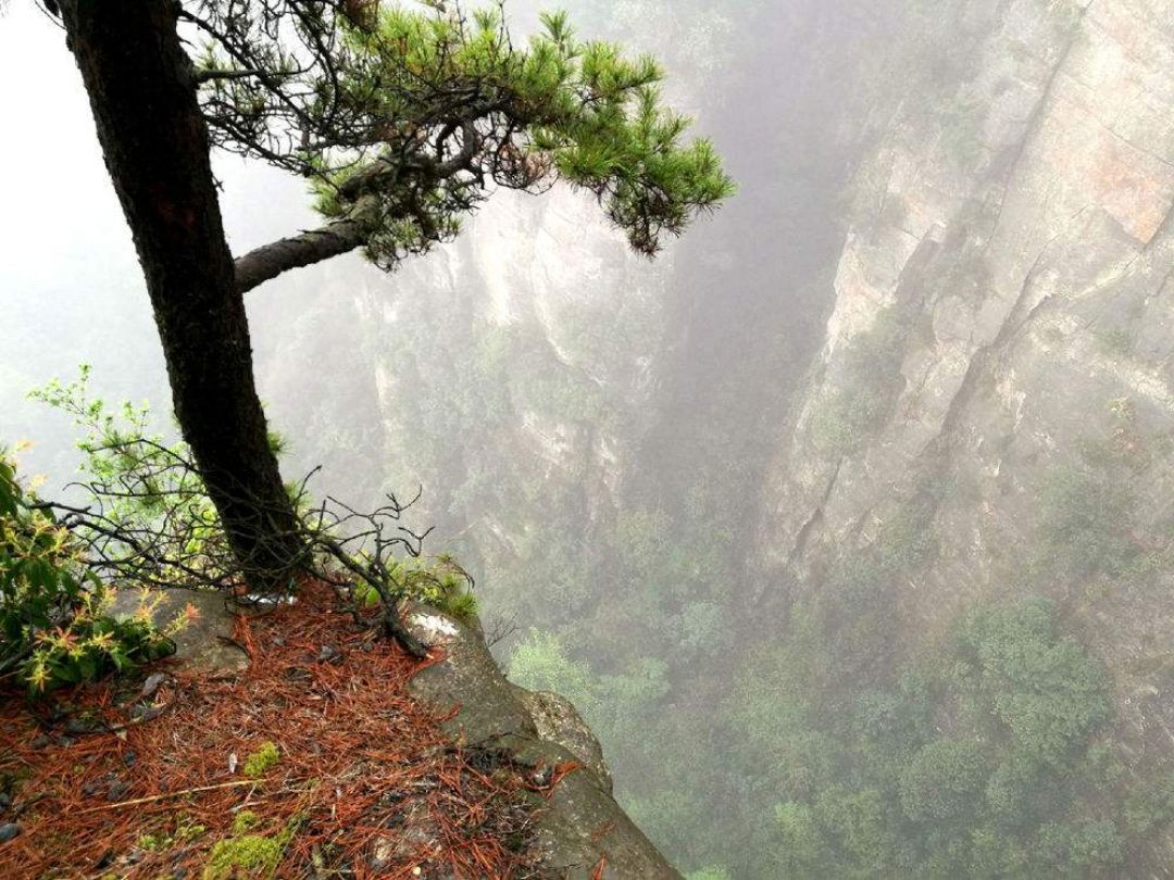 梦境解析，为何昨晚梦见众多蛇类，包括大蟒蛇？