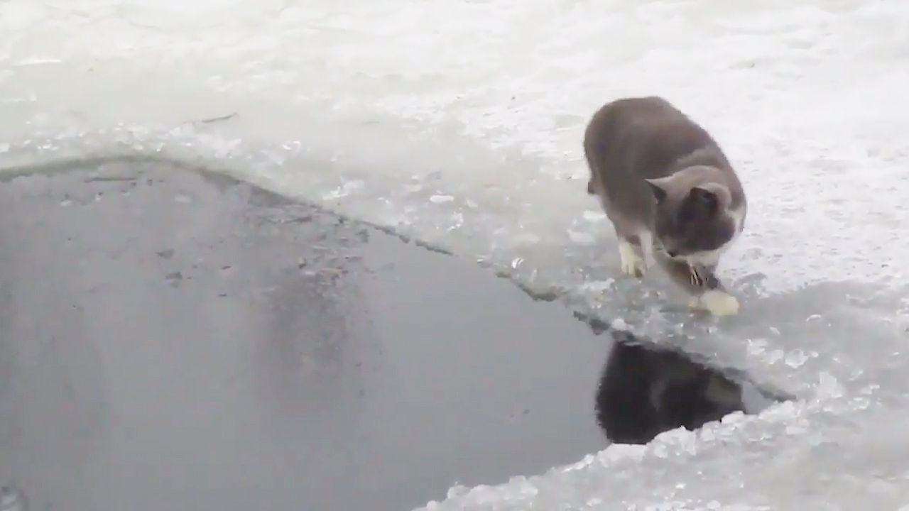 梦见猫和狗，梦境中的和谐与冲突