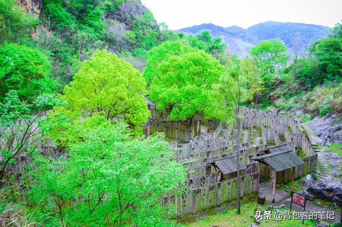 梦境中的奇幻之旅，解析梦到许多蘑菇的深层含义