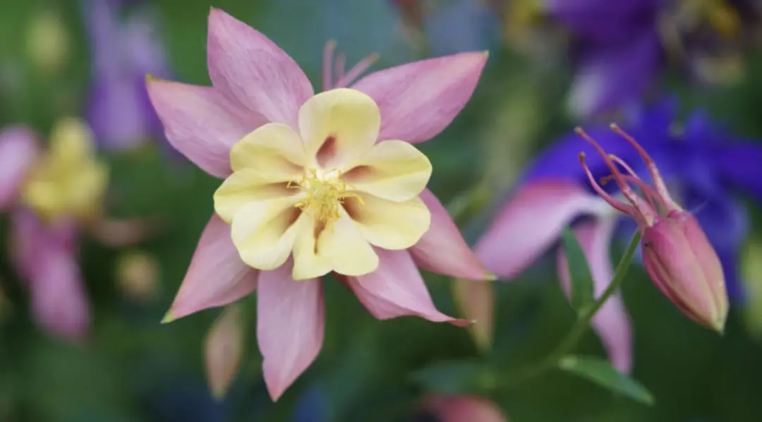 梦回昨夜，解析昨晚做梦梦见好多老鼠的深层含义