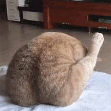 昨晚梦到被猫咬出血了预示着什么，解读梦境背后的深层含义
