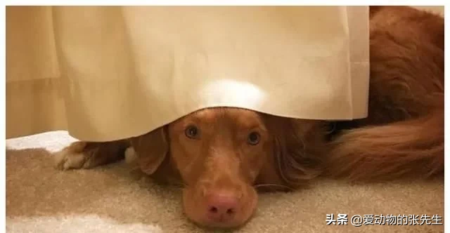 梦到自己掉进茅厕，探索潜意识中的隐秘信号与心理解析