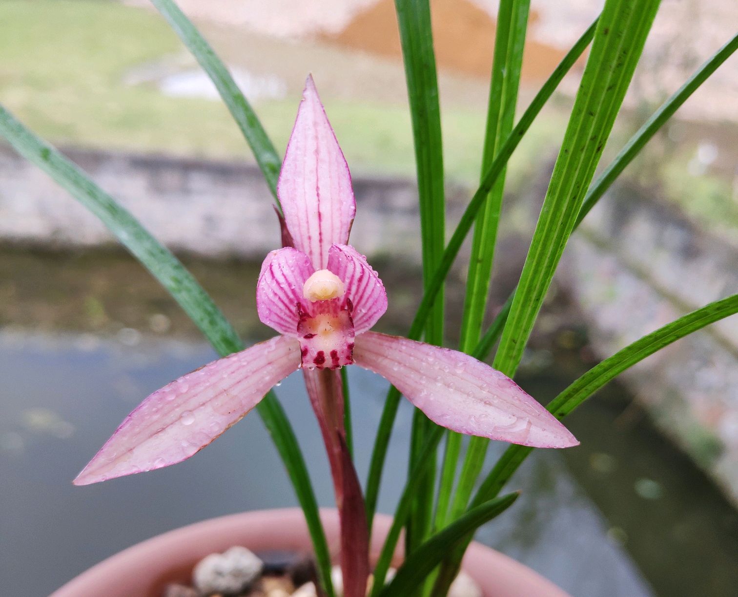 梦境雪舞，解读梦见下大雪的预兆与寓意