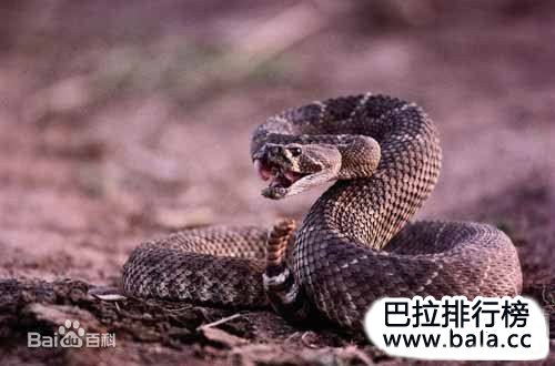 周公解梦，被蛇缠绕与咬噬的深层寓意