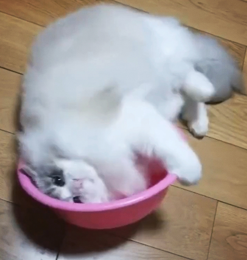 梦境交织，周公解梦中的活猫与死猫寓意探析