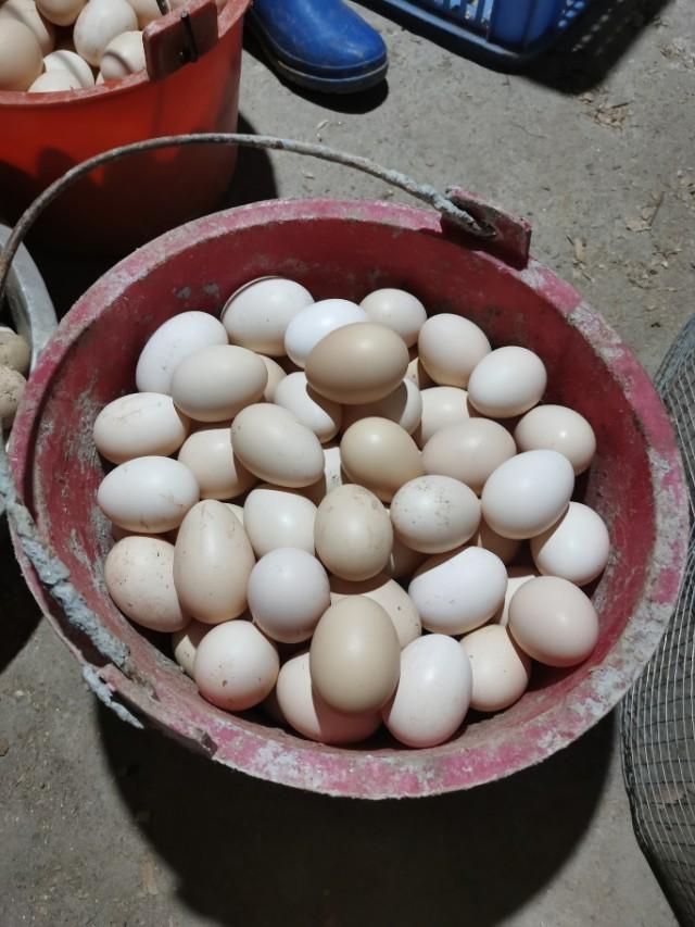 梦境奇观，解析梦到鸡蛋满山沸滔的深层含义与预兆