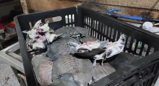 夜梦蛇与甲鱼，解析梦境中的神秘符号