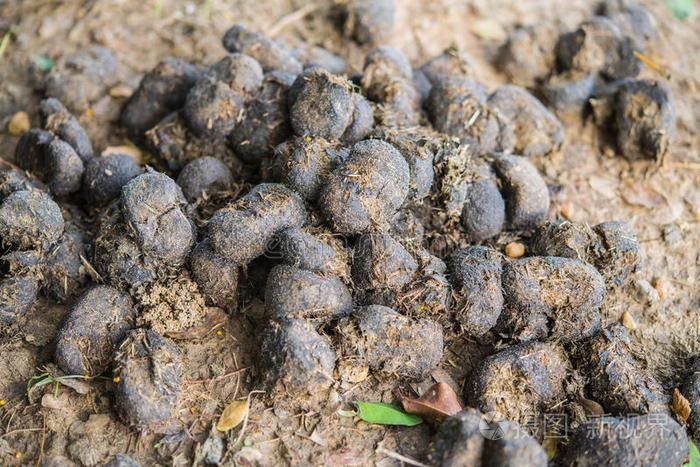 梦境解析，我昨天晚上梦见自己踩到屎了——寓意与象征意义探析