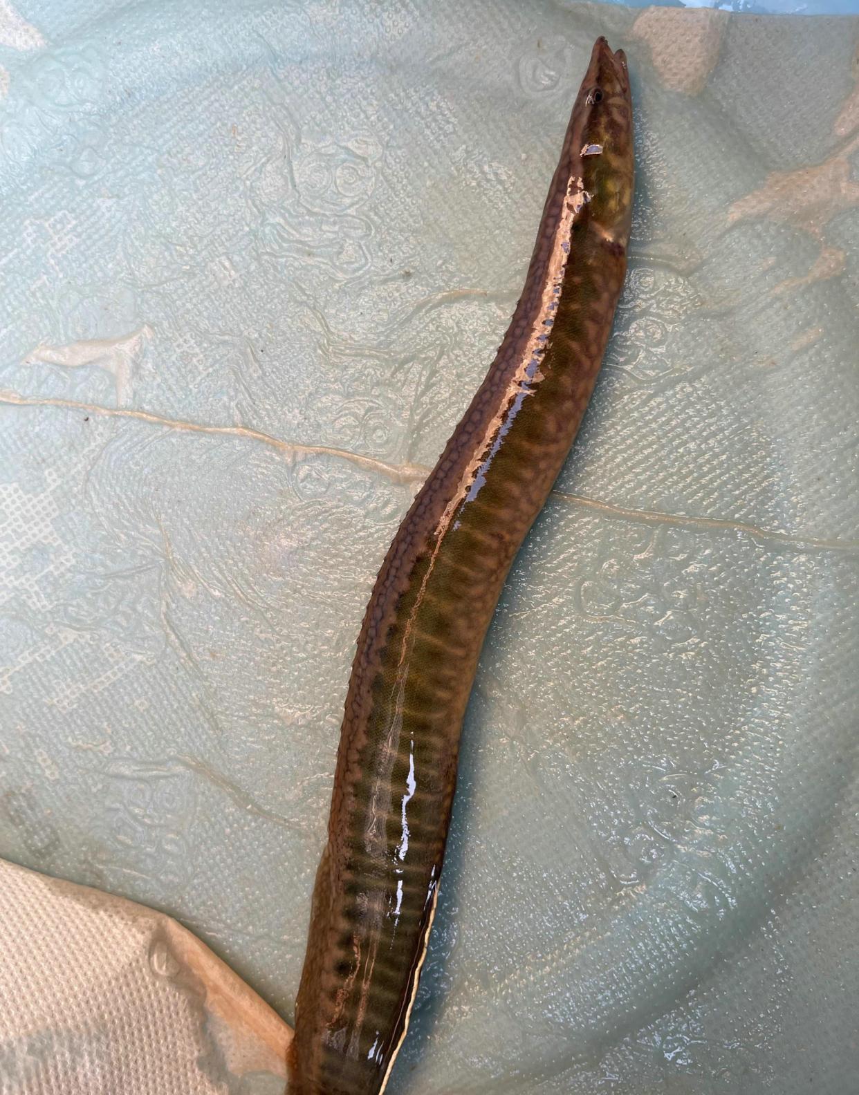 做梦梦见老公逮了好多鱼，寓意与解析