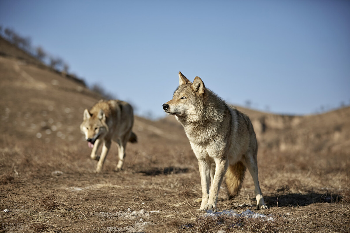 梦境中的忠诚守护者，解析反复梦见被狗咬的深层含义