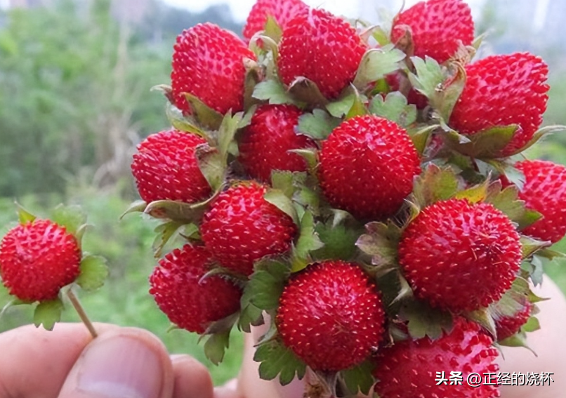 男人做梦梦到蛇，潜意识的启示与深层寓意解析