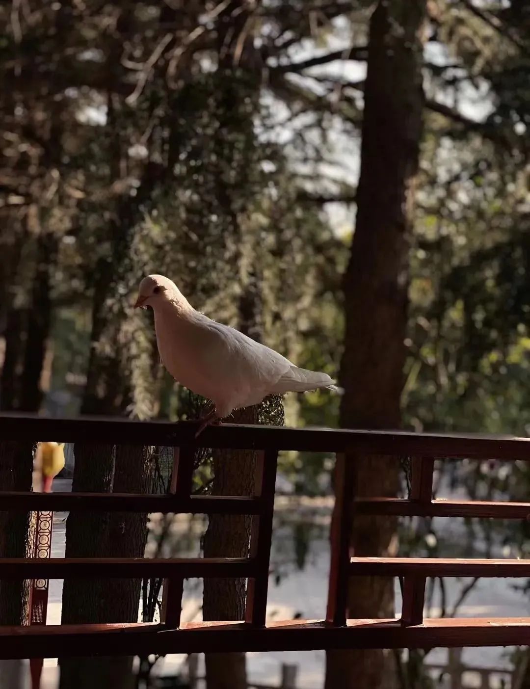 梦到鸽子，心灵的和平使者与灵性的觉醒