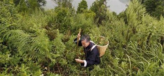 周公解梦，梦见蛇追我，意味着什么？