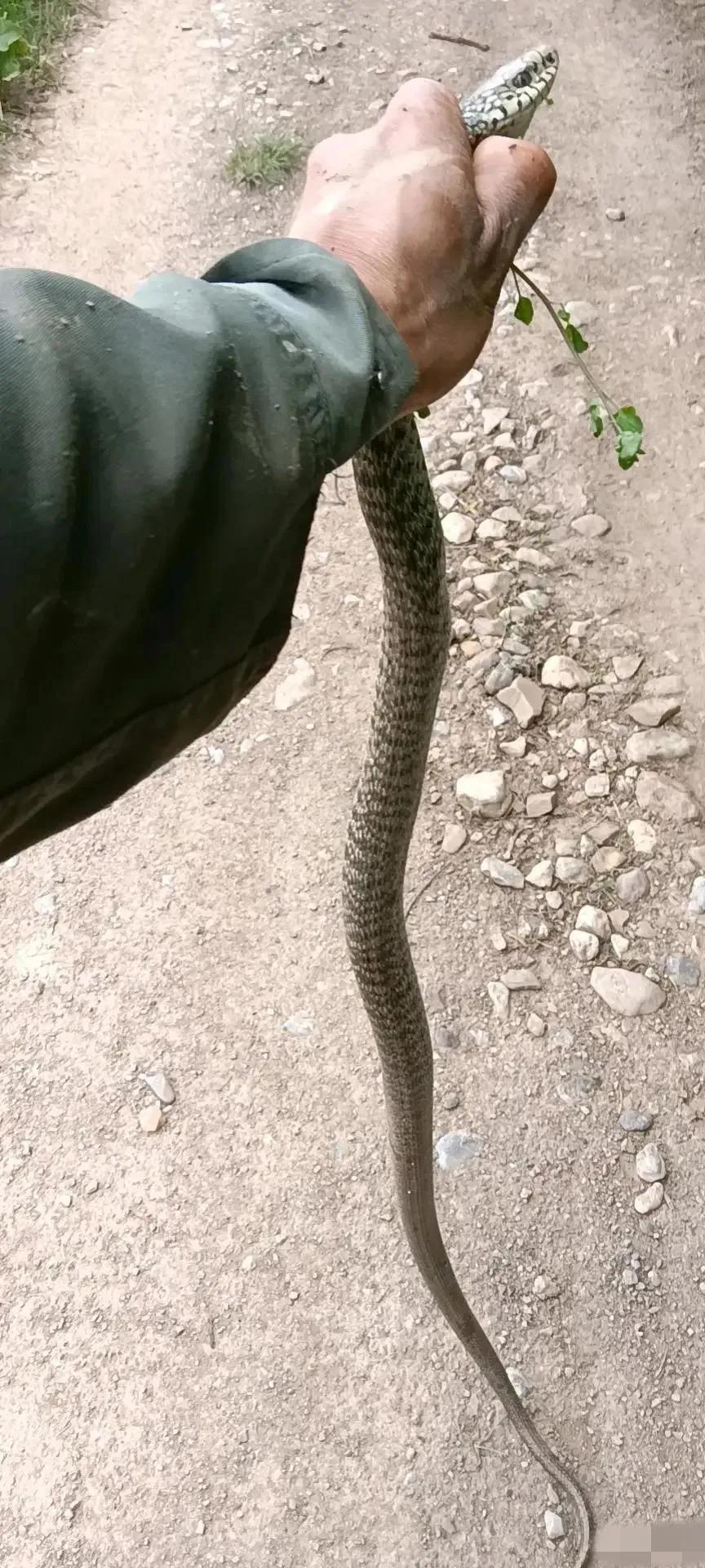 梦中奇景，三条蛇共生的奥秘——解析梦到三条蛇长在一起只有一条尾巴的深层含义