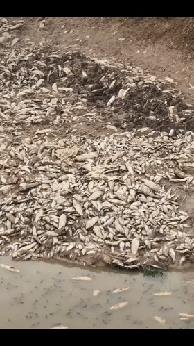 梦境奇观，多条活鱼吞噬一条死鱼——深度解析梦境中的象征与寓意