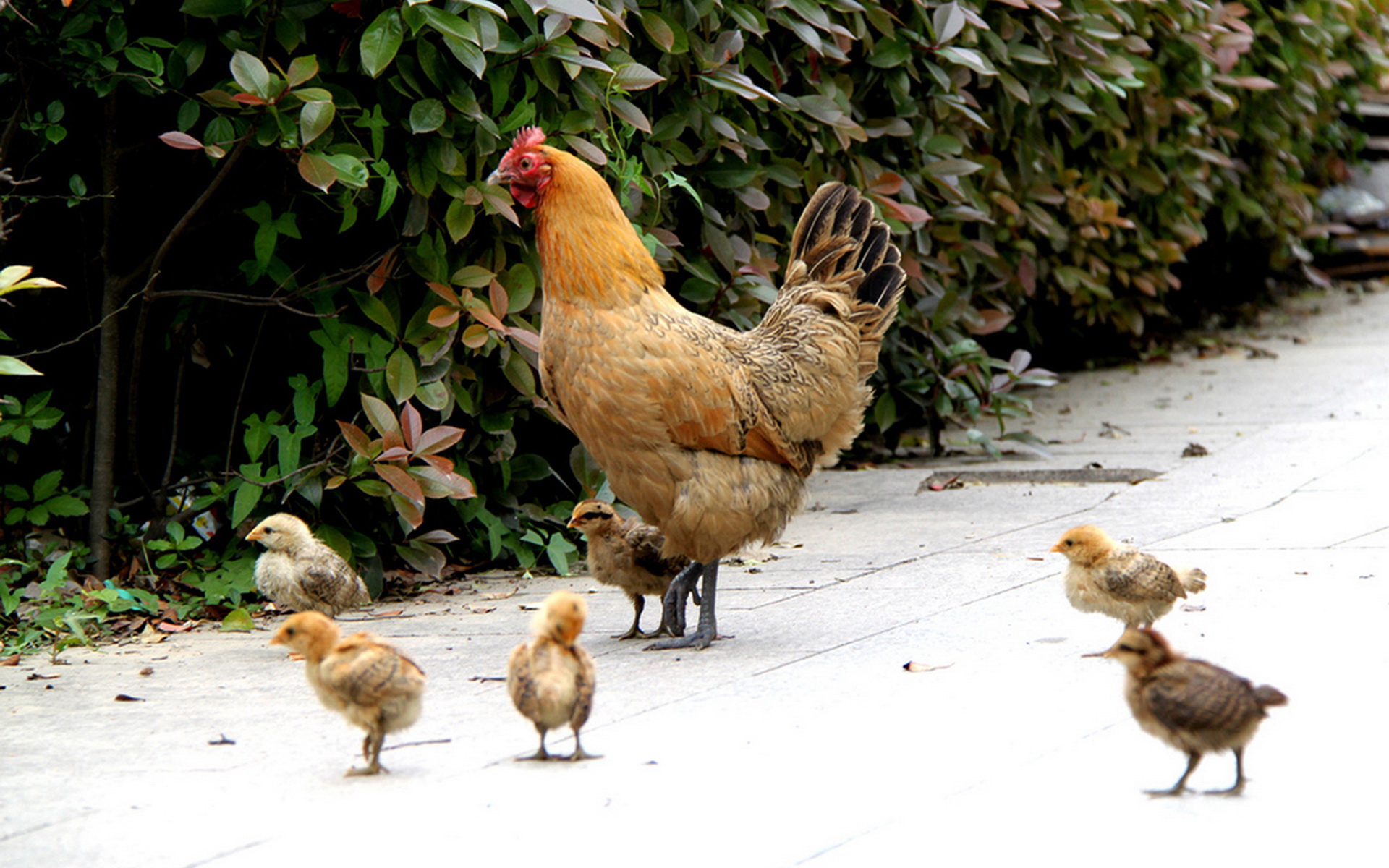 梦到母鸡下蛋，寓意与解析的深度探索