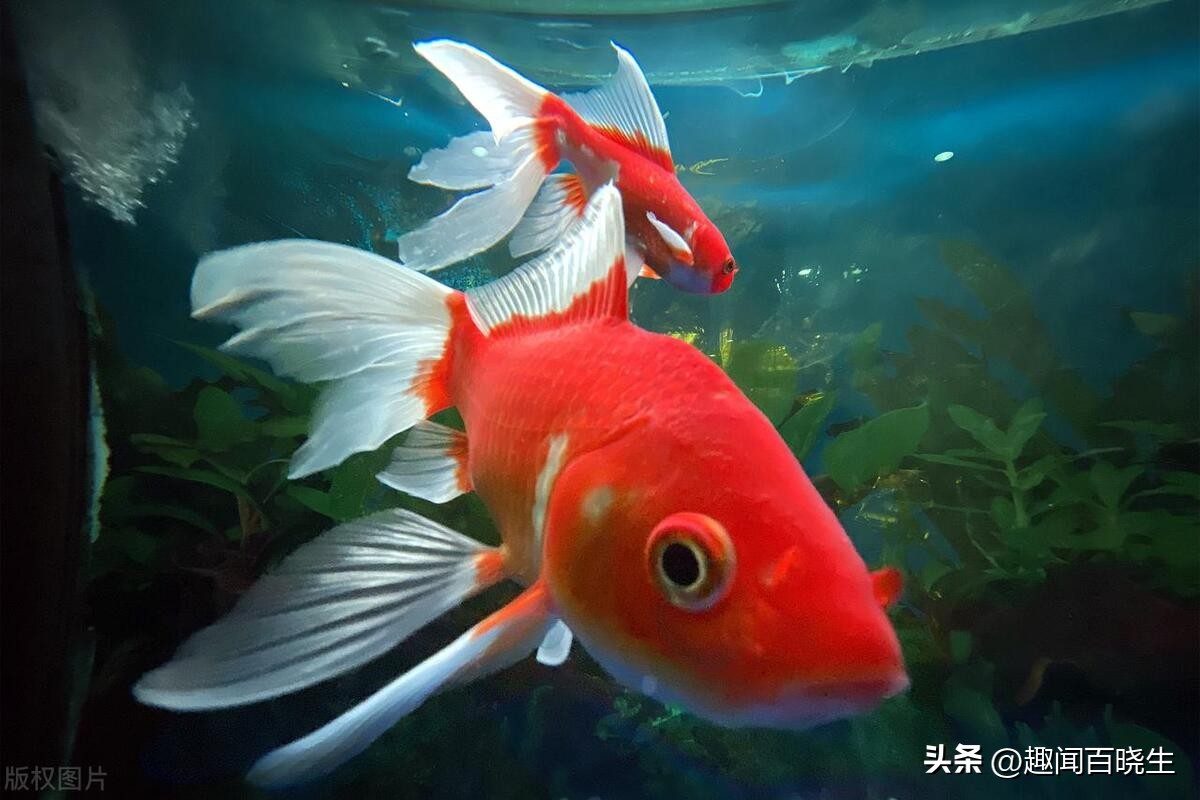 梦见鱼在水里游，梦境背后的深层含义与解读