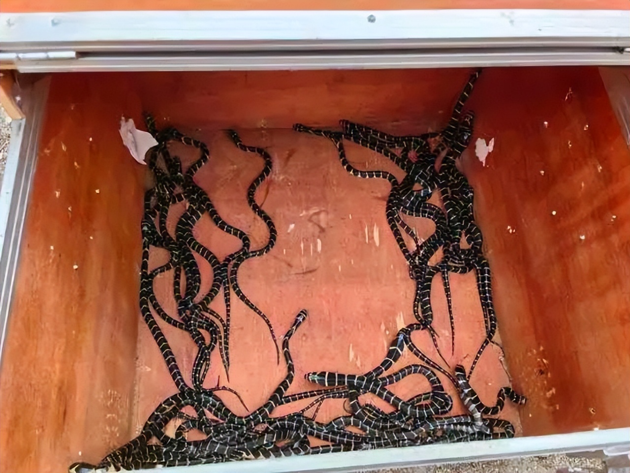 梦境解析，面对家中潜藏的挑战与胜利——昨晚我做梦梦到有两条小蛇和一条大蛇被我们打死了