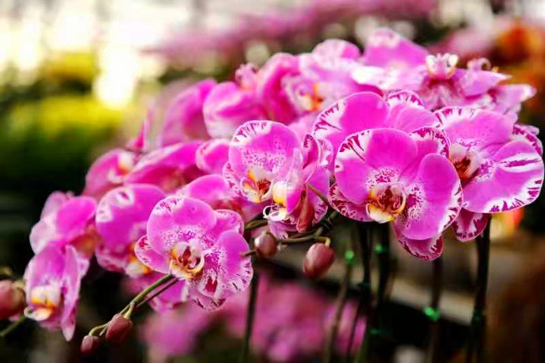 梦蝶之舞，解析梦见一只大蝴蝶飞进家门口采了一下翅膀没采死的深层寓意