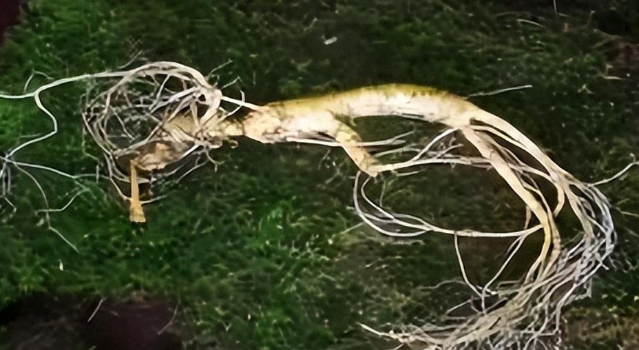 晚上睡觉梦见蛇缠住我，走到哪缠到哪，有啥说法？