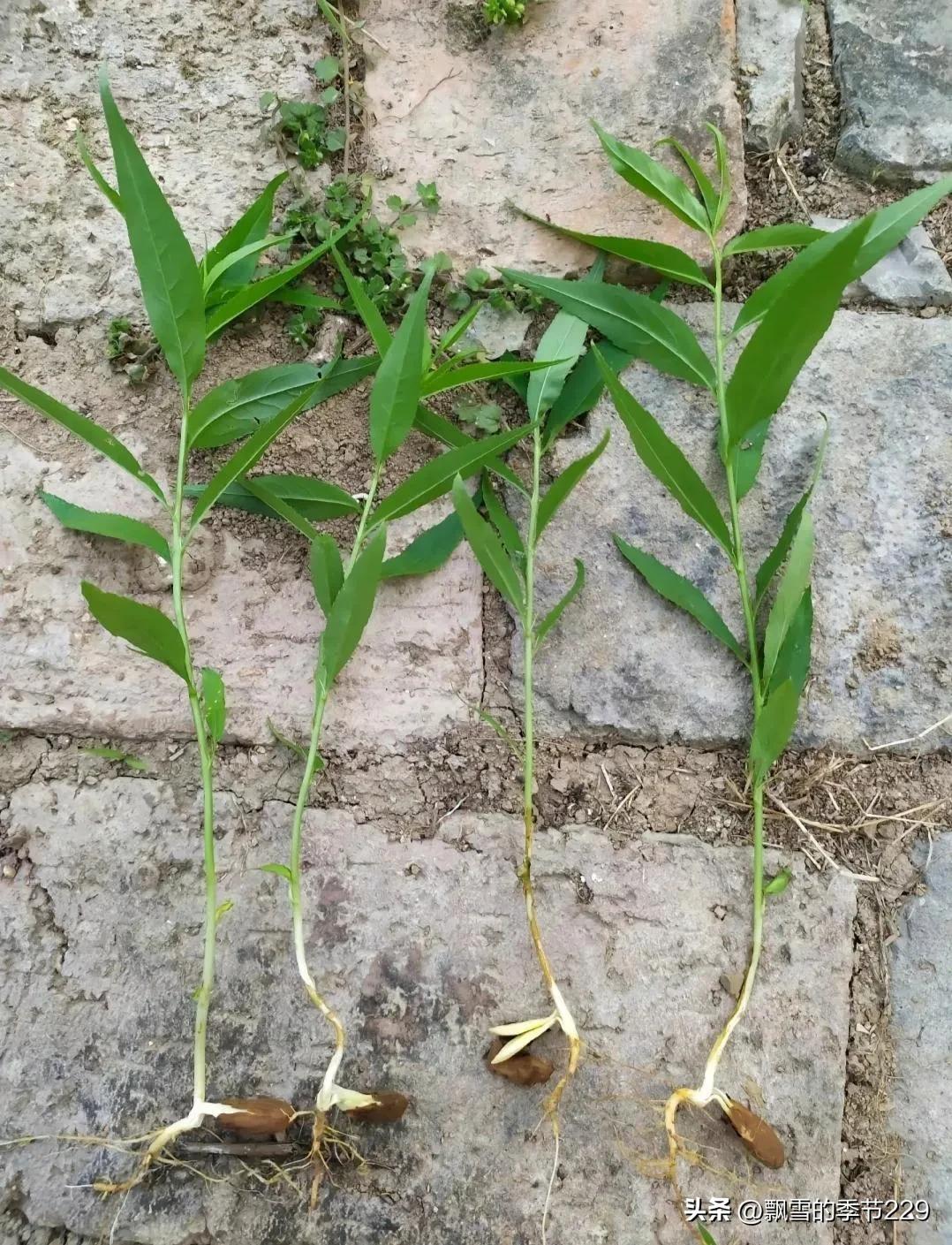 探索梦境的奥秘，周公解梦之梦见买旮旯的深层含义