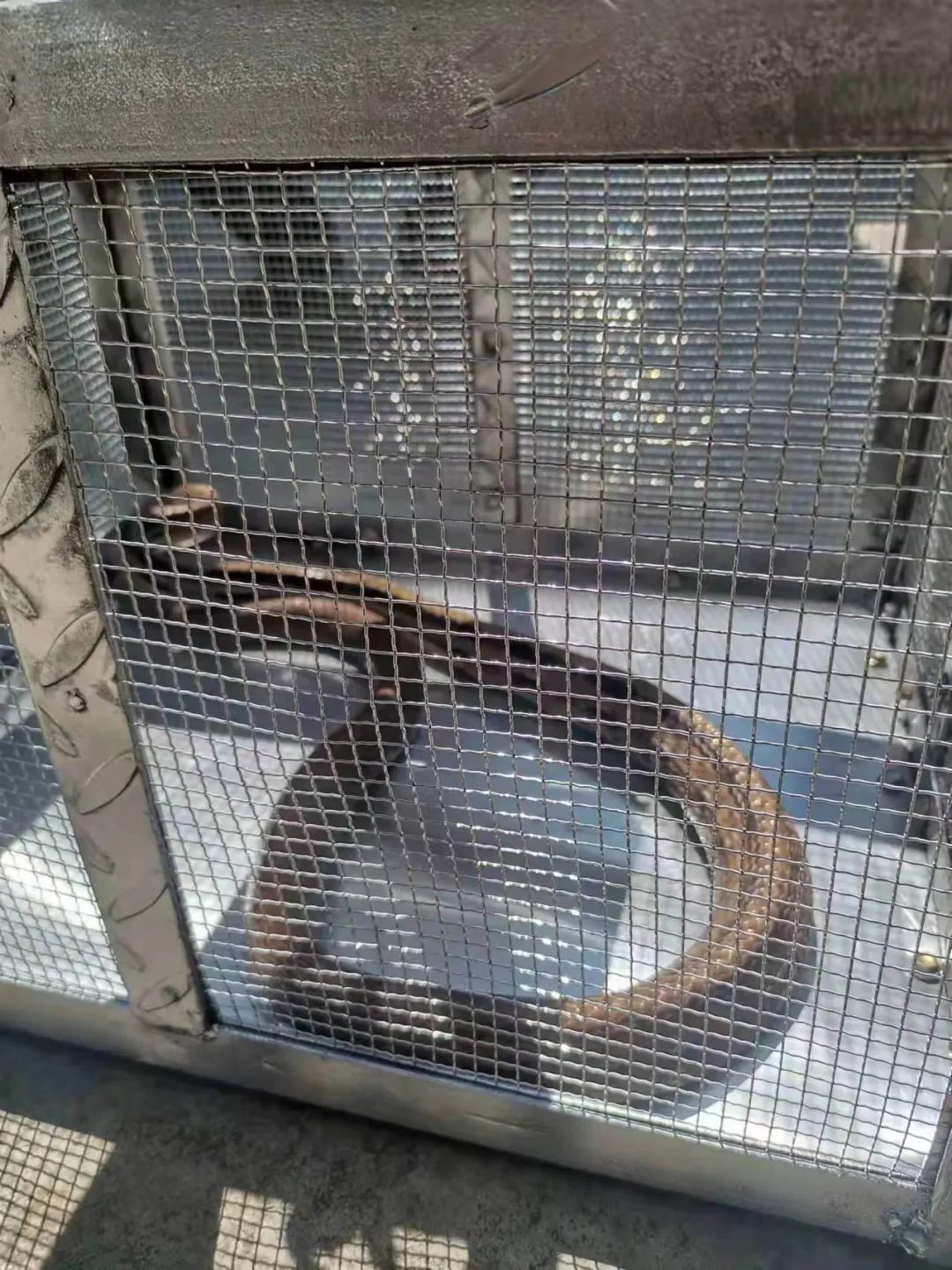 解梦，26岁已婚未生子女性的大蛇咬下体之梦——眼镜蛇的象征意义与心理解析