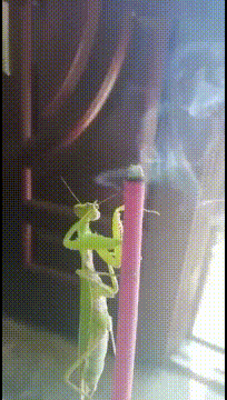 梦见自行车和桥车最后轿车丢了求解