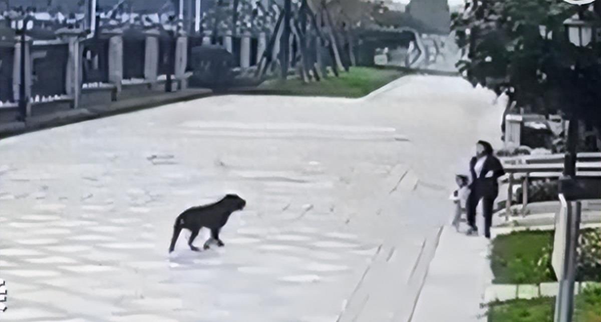 背负温顺，梦中黑狗的寓意与心灵启示