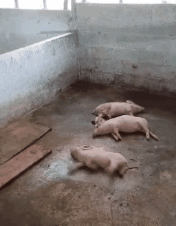 周公解梦我梦见很多玉米，丰收与希望的象征之旅